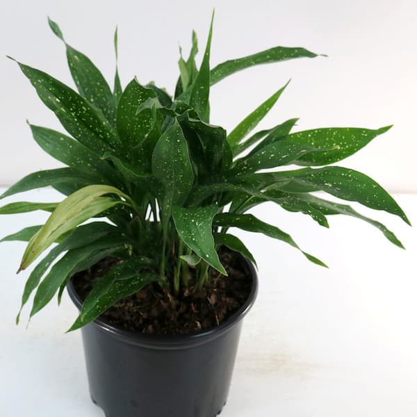 celosia plant Harris Seeds - Celosia Neo Rose Seeds