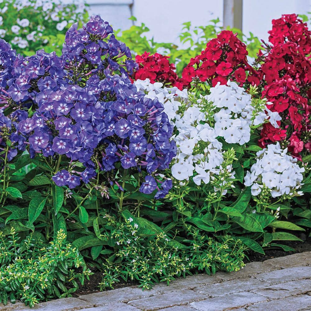 Spring Hill Nurseries Forth of July Tall Phlox Mixture, Dormant