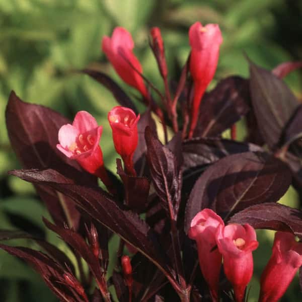 Spring Hill Nurseries 1 Gal. Proven Winner Wine and Rose Weigela Live Deciduous Plant Pink Flowers with Dark Purple Foliage (1-Pack)