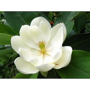 3 Gal. Sweet Bay Magnolia (Magnolia Virginiana), Live Flowering Tree Shrub, Cream-White Flowers