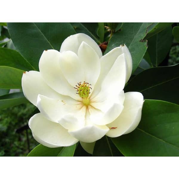 BELL NURSERY 3 Gal. Sweet Bay Magnolia (Magnolia Virginiana), Live Flowering Tree Shrub, Cream-White Flowers