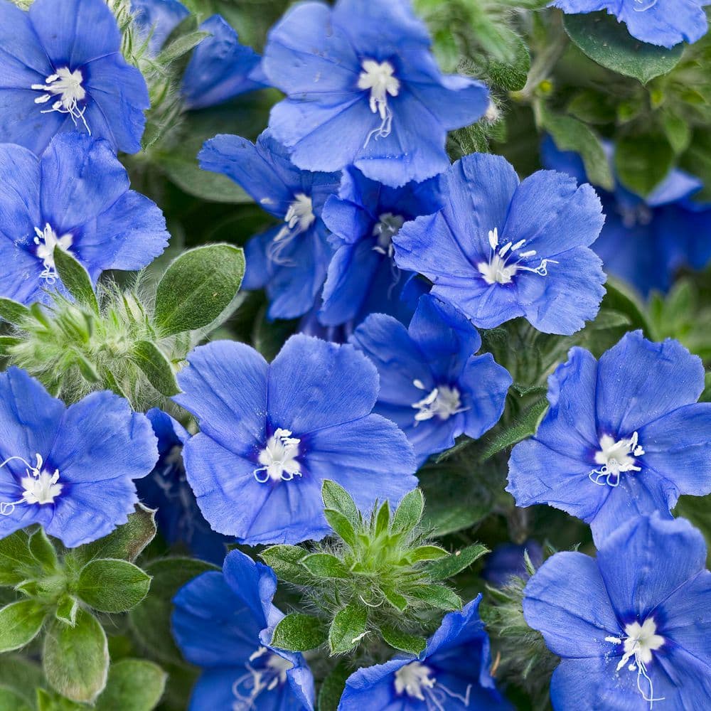 フラワークロモス（デクピ）130枚　フランス　a186 proven-winners-annual-flowers-