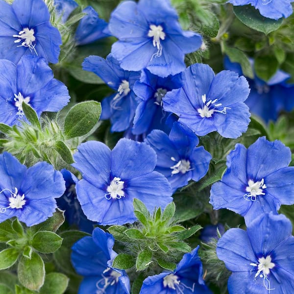 4.25 in. Eco+ Grande Blue My Mind Dwarf Morning Glory (Evolvulus Hybrid) Live Annual Plant with Blue Flowers 4-Pack