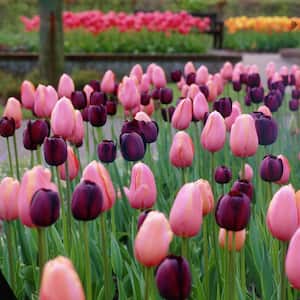 Tulips Rodeo Blend (Set of 15 Bulbs)