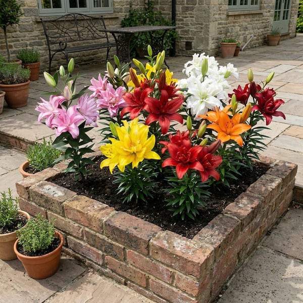 national PLANT NETWORK Lily Double Oriental Mixed Bulbs (5-Pack