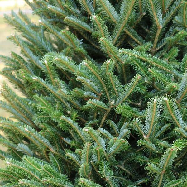 National Plant Network 5 Ft Freshly Cut Fraser Fir Real Christmas Tree Hd9064 The Home Depot