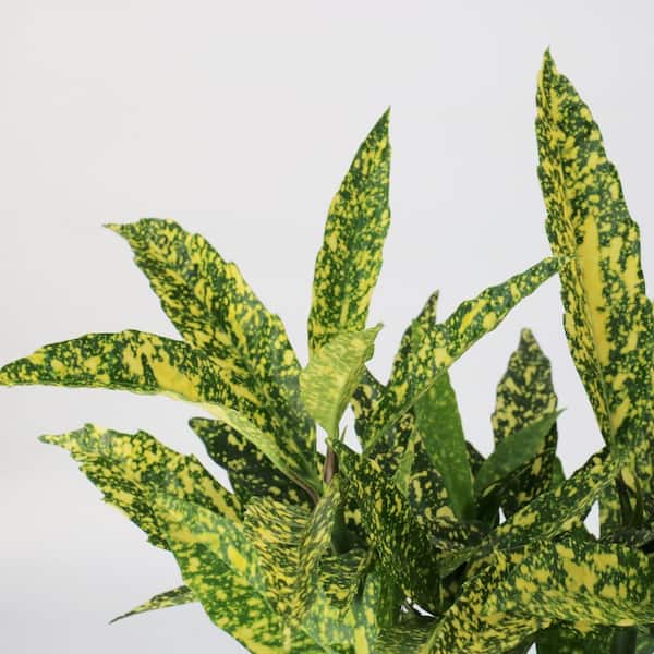 chameleon zz plant Zamioculcas zamiifolia zz 'Chameleon' – Desert Rose Cactus Lounge main image 1