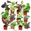 ALTMAN PLANTS Easy Live House Plants (12 Pack), Clean Air Plant Pack, 2 in. Grower Pots, Popular Indoor Plants, Approx. 4 - 8 in. Tall 0881361
