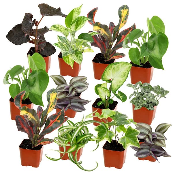 Easy Live House Plants (12 Pack), Clean Air Plant Pack, 2 in. Grower Pots, Popular Indoor Plants, Approx. 4 - 8 in. Tall