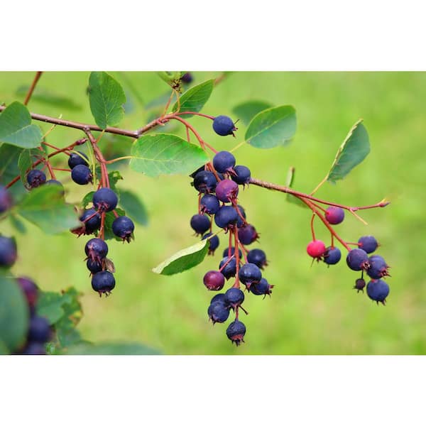 1 Gal. Pacific Serviceberry Deciduous Native Tree