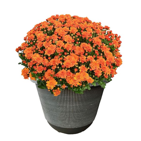 Unbranded 11.5 in. Chrysanthemum (Mum) Plant in a Decorative Pot with Orange Flowers