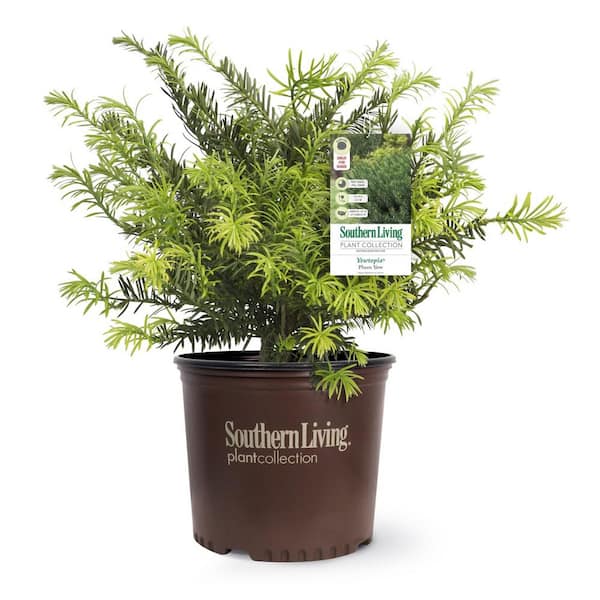 SOUTHERN LIVING 2 Gal. Plum Yew Yewtopia, Live Evergreen Shrub, Dark ...