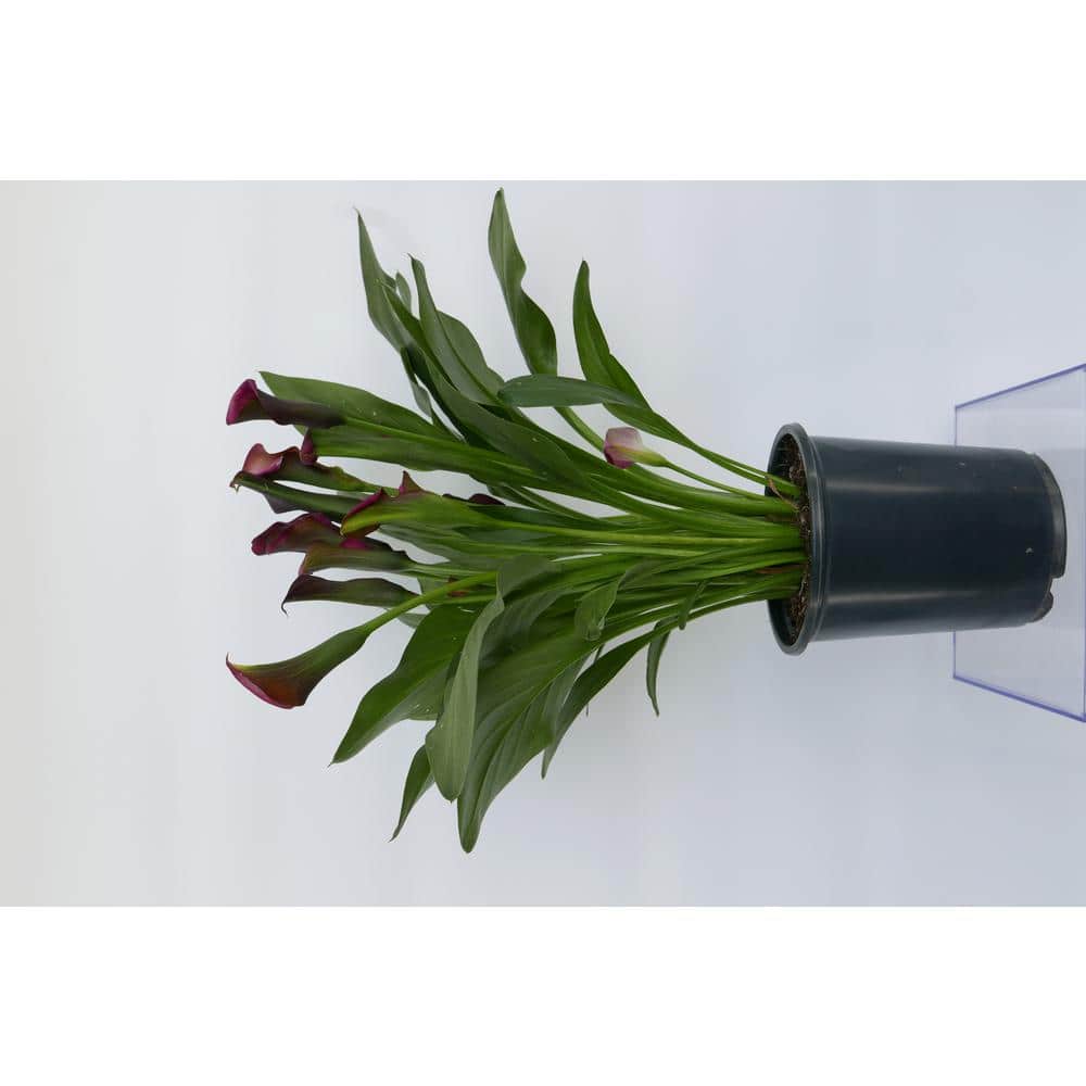 2.5 qt. Red Calla Lily Perennial (2-Pack)