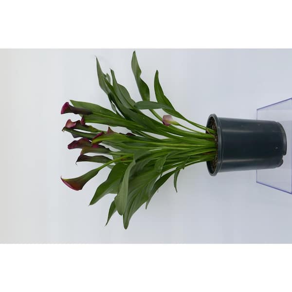 Unbranded 2.5 qt. Red Calla Lily Perennial (2-Pack)