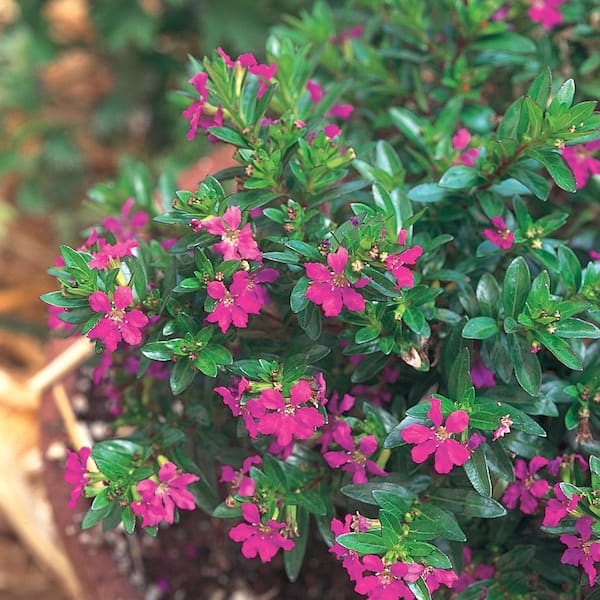 Unbranded 10 in. Rose False Heather Plant