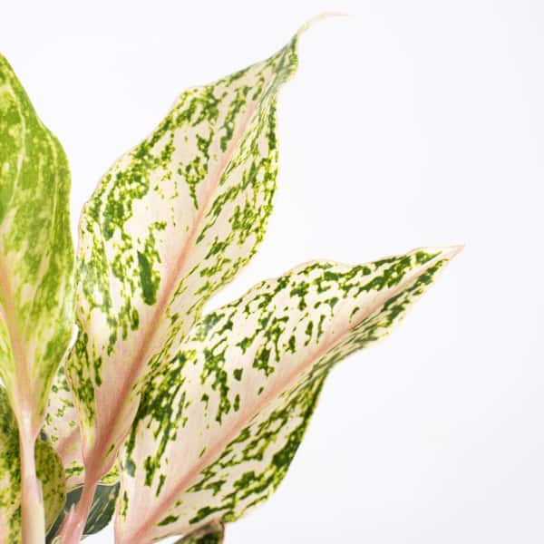 Aglaonema Sparkling Sarah Live Indoor Outdoor Houseplant in 6 inch Grower  Pot