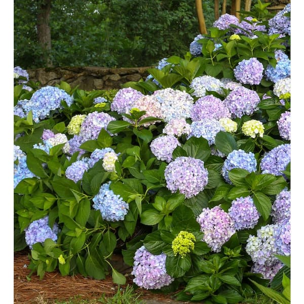SOUTHERN LIVING 2.5 Qt. Big Daddy Hydrangea (Macrophylla) Live