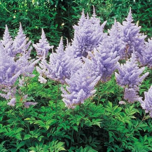 2.50 Qt. Pot, Amethyst Astilbe, Lavender Flowering Potted Perennial Plant (1-Pack)