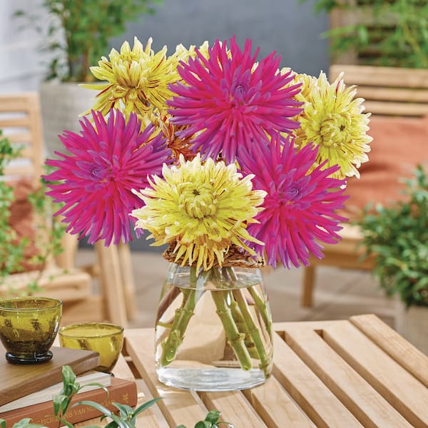 VAN ZYVERDEN Dahlias Striped Vulcan Bulbs (Set of 5) 84137 - The