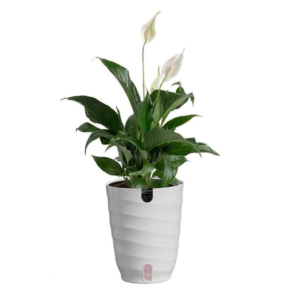 6 in. Spathiphyllum Peace Lily in White Plastic Deco Pot