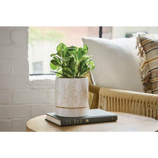 Sidney Small Ivory Indoor Ceramic Decorative Planter with Saucer (6 in. L x 5 in. W x 5.88 in. H)