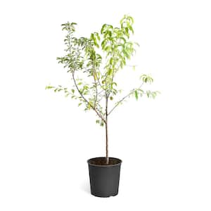 Gala Apple Low Chill Fruit Tree APPGAL05G - The Home Depot
