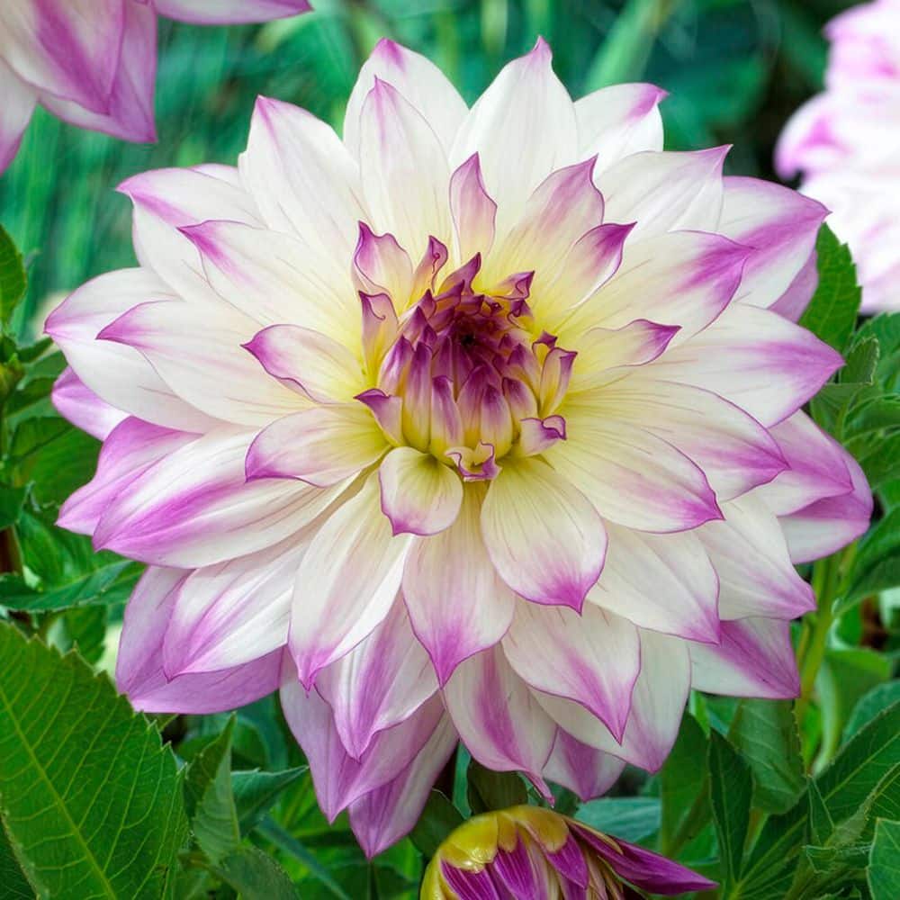 VAN ZYVERDEN Van Zyverden Dahlias Ferncliff Illusion Set of 5