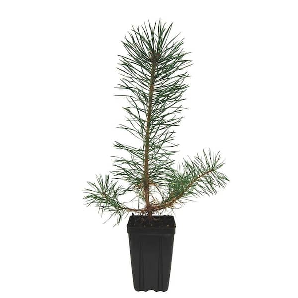 Evergreen Nursery Scotch Pine Potted Evergreen Tree