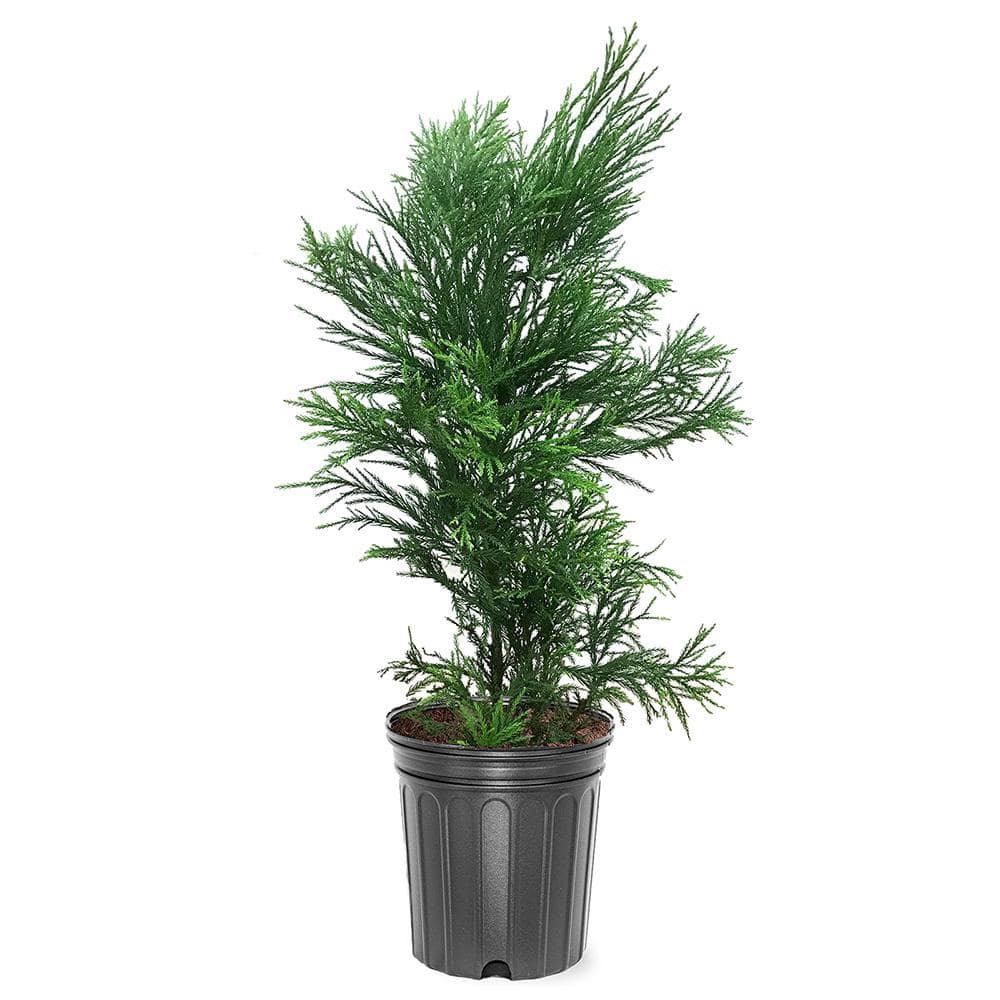 3 Gal. Yoshino Cryptomeria Evergreen Tree