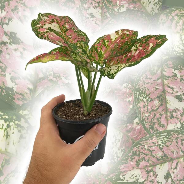 4 in. Pink Tricolor Aglaonema - Live Plant in a Pot - Aglaonema Pictum  Tricolor - Rare Beautiful Indoor Houseplant