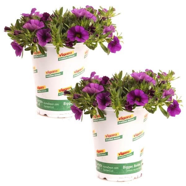 1 qt. Conga Calibrachoa Annual Plant with Dark Blue Flowers (2-Pack)