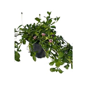 Live Turkey Tangle Frogfruit Spreading Plant in Pots Pet-Safe (1-Pack)