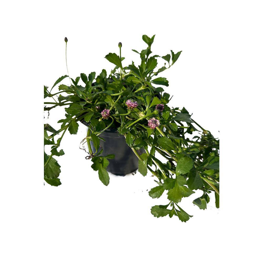 Live Turkey Tangle Frogfruit Spreading Plant in Pots Pet-Safe (5-Pack) price history on PriceWatchPro