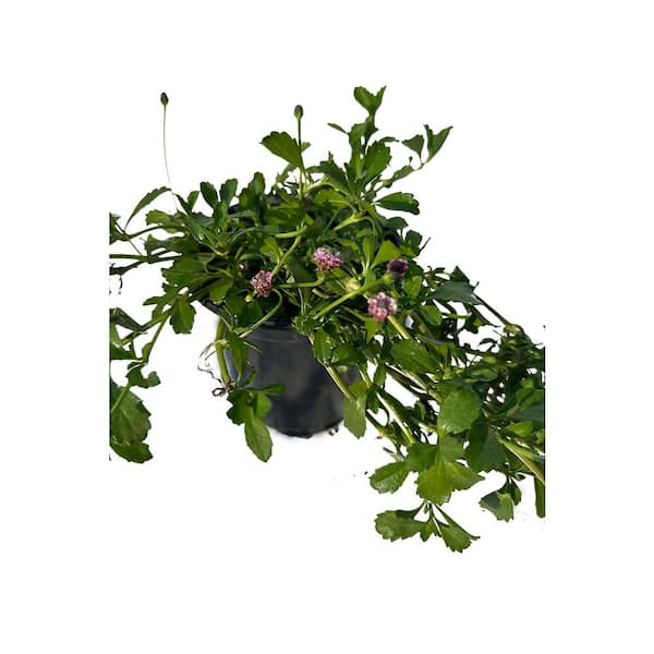 Zeus & Ruta Live Turkey Tangle Frogfruit Spreading Plant in Pots Pet-Safe (5-Pack)