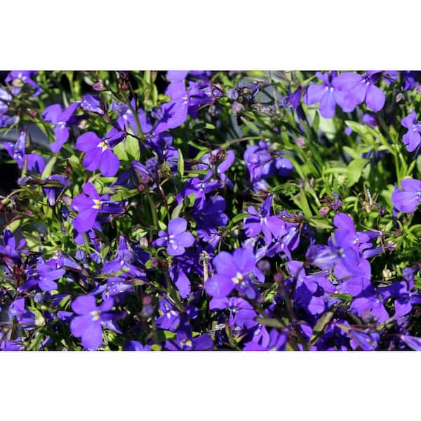 ALTMAN PLANTS 1.6 PT. Lobelia Mix with Assorted Flowers (6-Pack)