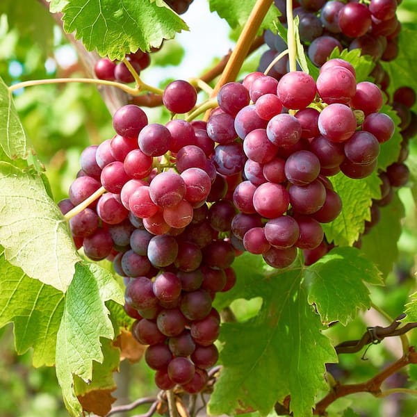 Garden State Bulb Red Seedless Suffolk Grape, Live Bare Root Plant (Bag of 2)