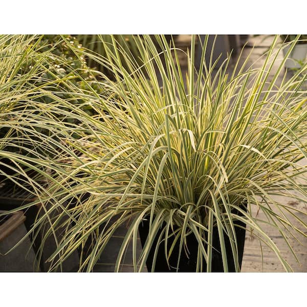 1.5 Gal. Milky Way African Iris (Dietes bicolor) Variegated perennial Plant with yellow Flowers