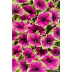 4.25 in. Grande Supertunia Picasso in Purple (Petunia) Live Plant, Purple Flowers with Green Edges (4-Pack)
