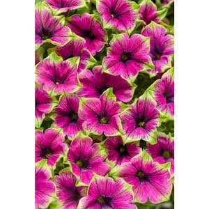 4.25 in. Grande Supertunia Picasso in Purple (Petunia) Live Plant, Purple Flowers with Green Edges (4-Pack)