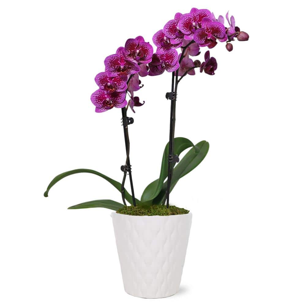 Orchid (Phalaenopsis) Petite Purple Plant in 3 in. White Ceramic Pottery -  Just Add Ice, J5005