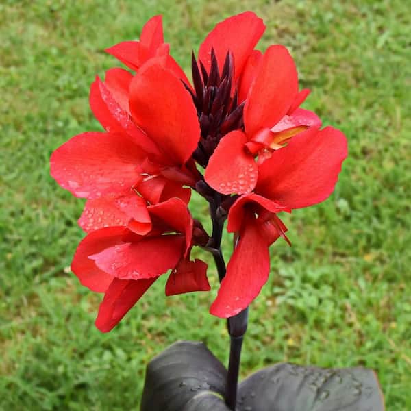 Cannas - Giant Black Knight - Set of 6 Bulbs - Van Zyverden