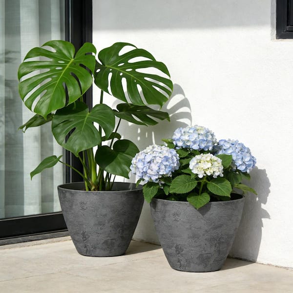 about aglaonema plant Aglaonema Plant Set: Easy-Care Indoor Plants for You