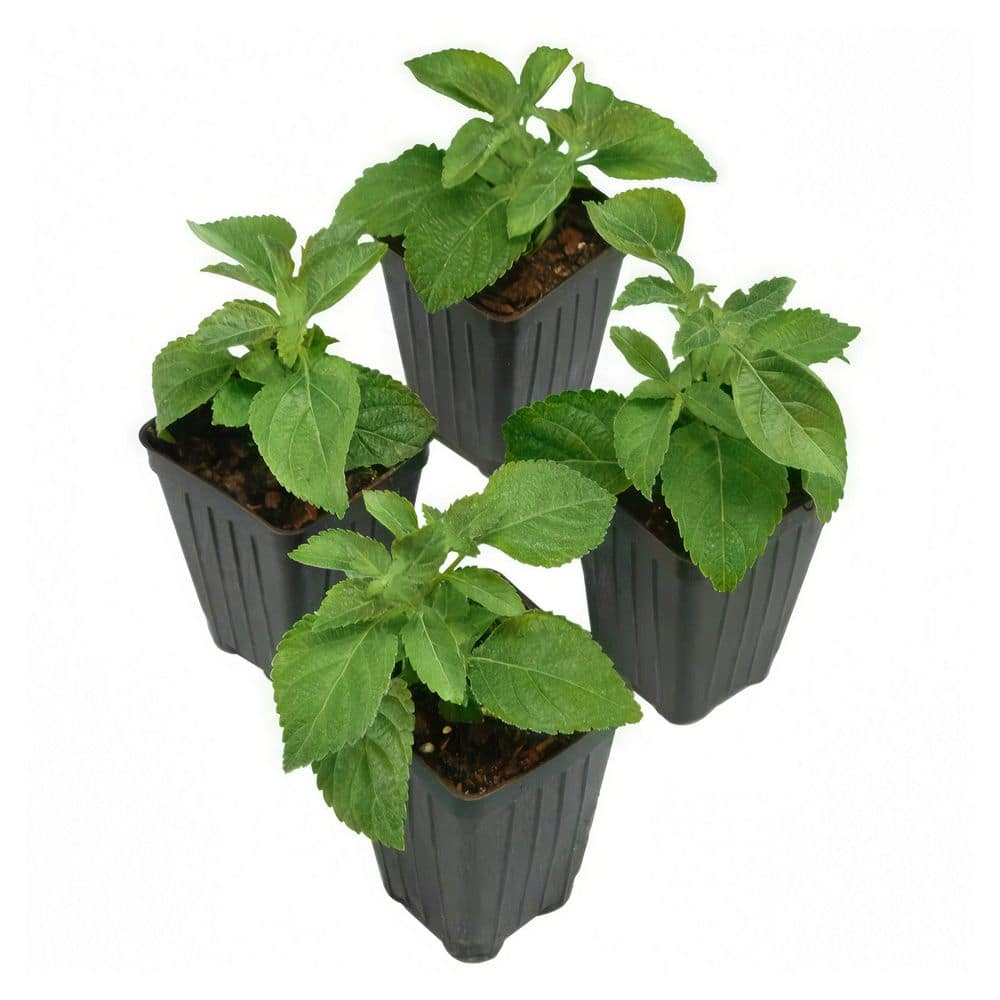 2.5 in. Lantana Little Lucky Yellow (4-Pack) price history on PriceWatchPro