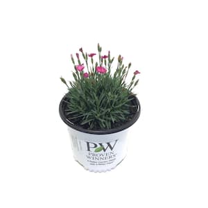 Pinks (Dianthus) Paint The Town Magenta Plant
