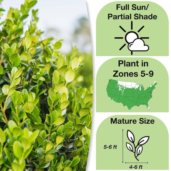 3 Gal. Japanese Boxwood Shrub (2-Pack)