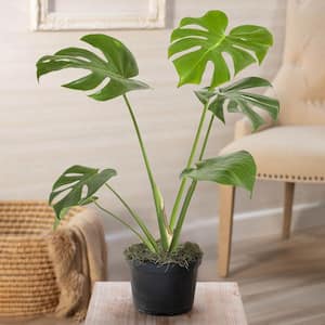 Monstera Philodendron, Live Potted Tropical Plant in 4 in. Pot (1-Pack)