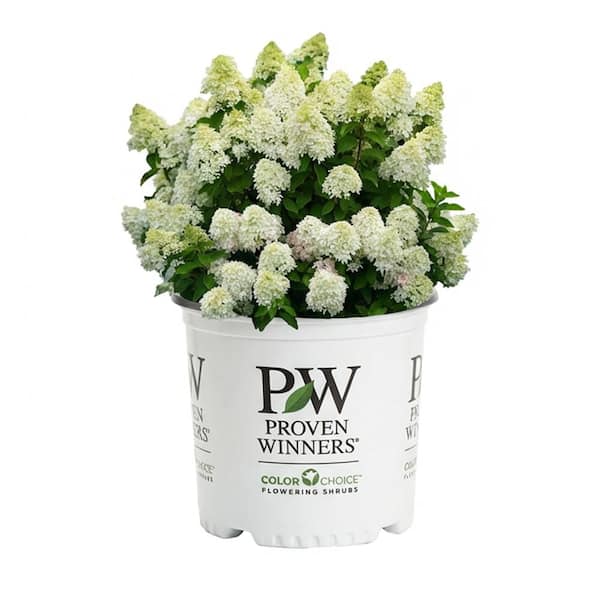2 Gal. Quick Fire Fab Panicle Hydrangea (Paniculata) Live Shrub with White to Red Flowers