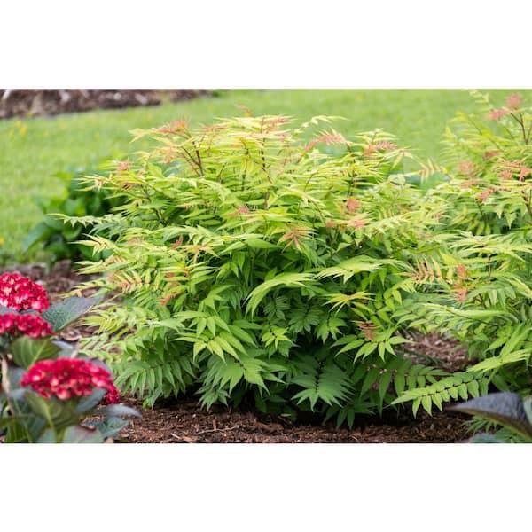 Jumbo Pint Cherry On Top Sorbaria Live Shrub, White Flowers