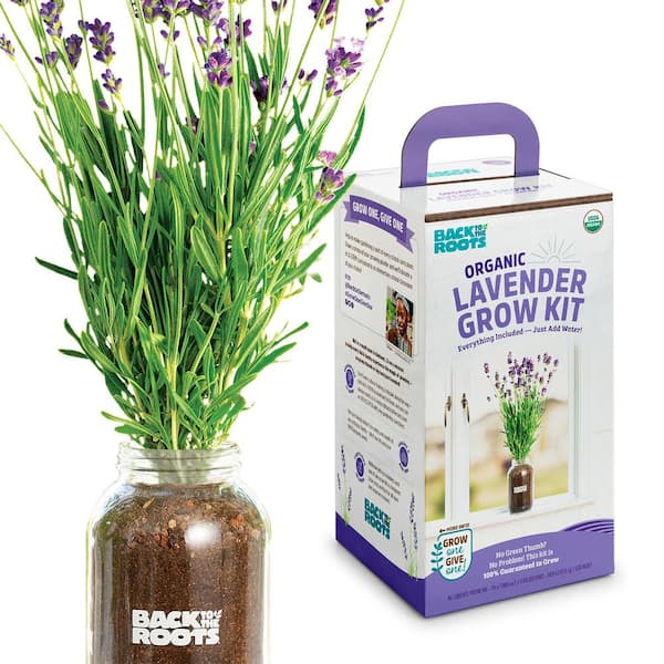 Back to the Roots Organic Lavender Grow Kit