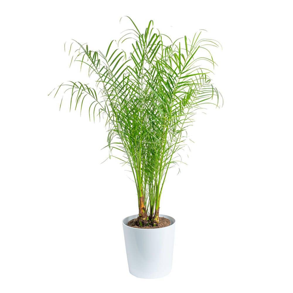 Costa Farms Roebellini, Pygmy Date Palm Indoor Plant in 10 in